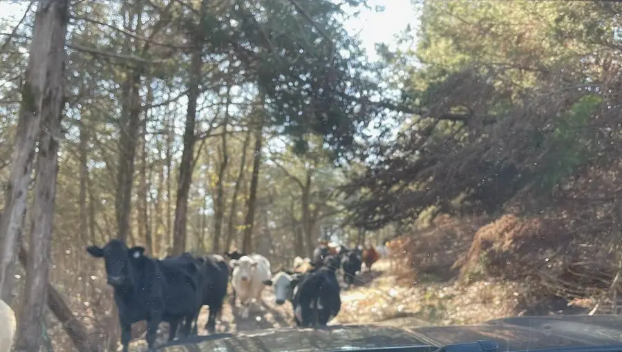 000 Us Hwy 160 #Section B & C, Gainesville, MO 65655 - #3