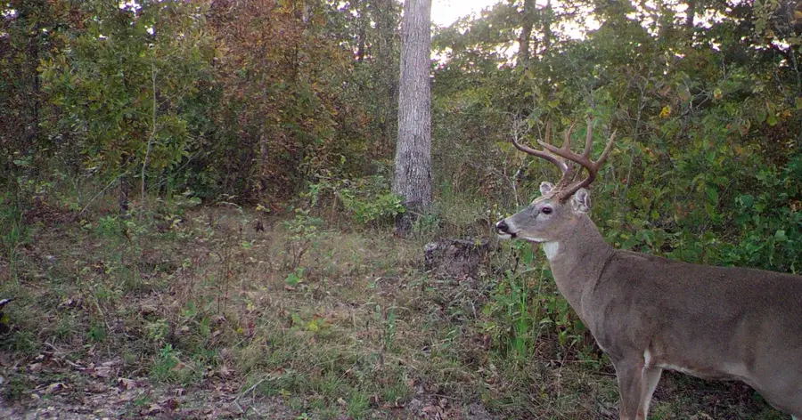 7187 Highway Kk, Hartshorn, MO 65479 - Image #2