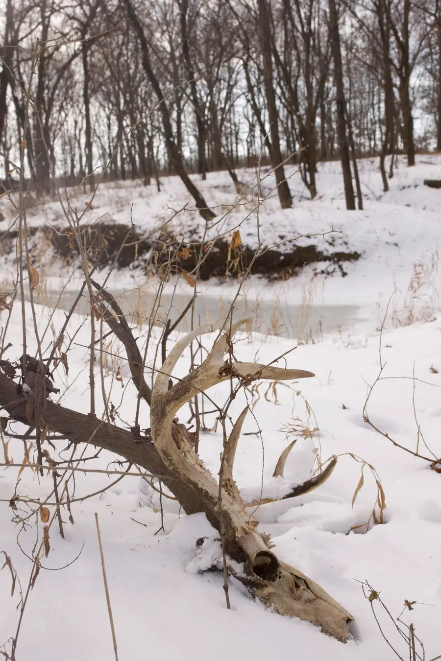 1191 SW 80th Road, Asbury, MO 64832 - #3