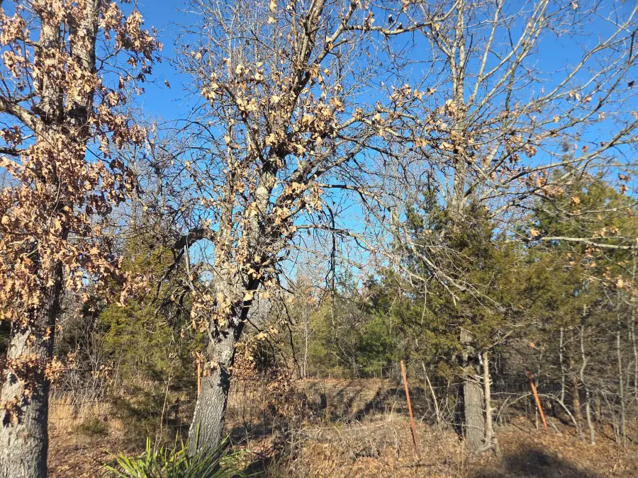 Tbd State Hwy 64, Tunas, MO 65764 - Image #2