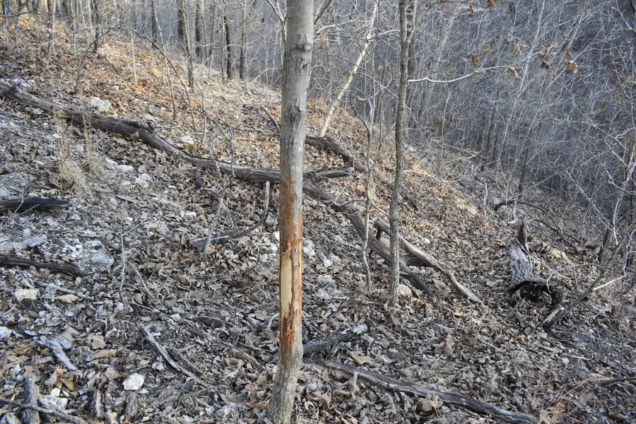 000 Restoration Hill Road, Camdenton, MO 65020 - #3