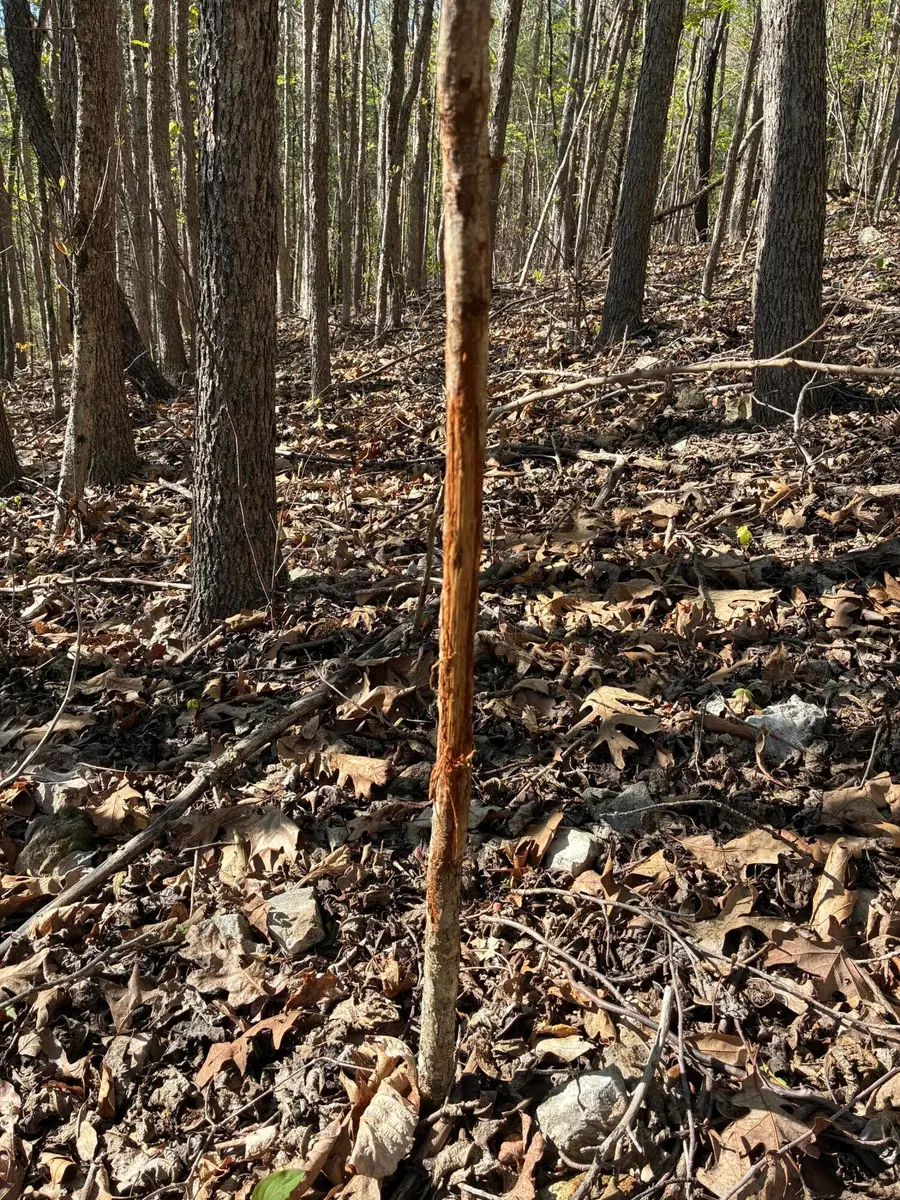 000 Honey Acres Lane, Anderson, MO 64831 - #2