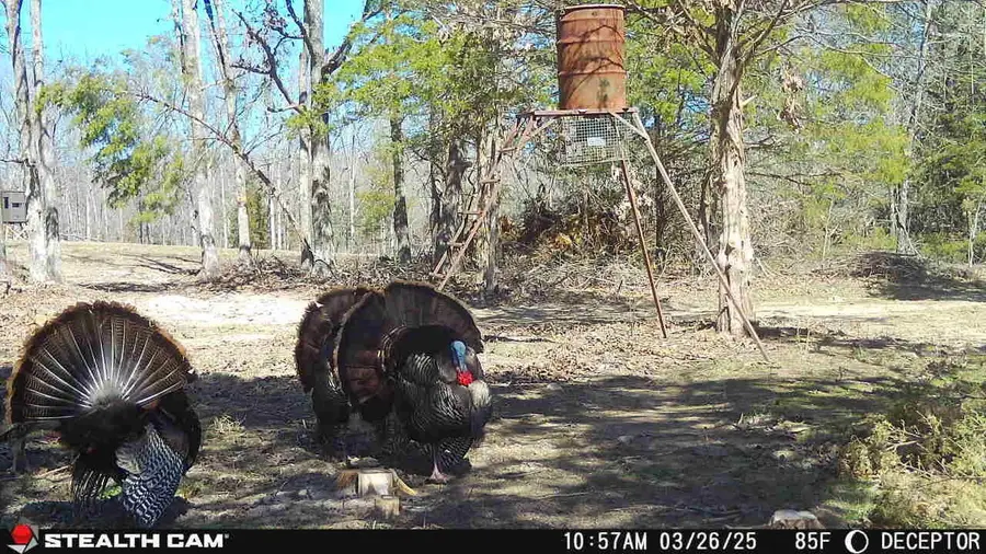 4991 Hwy Hh, Hartville, MO 65667 - #2