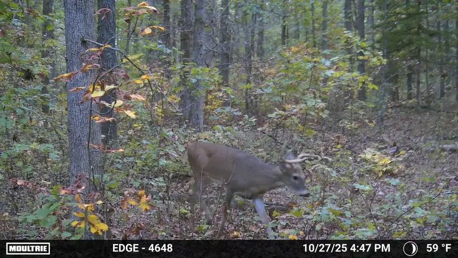 20476 E 1700 Road, Fair Play, MO 65649 - #3