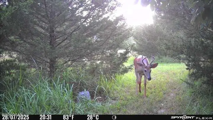 8247 Goldfinch Road, Neosho, MO 64850 - #3