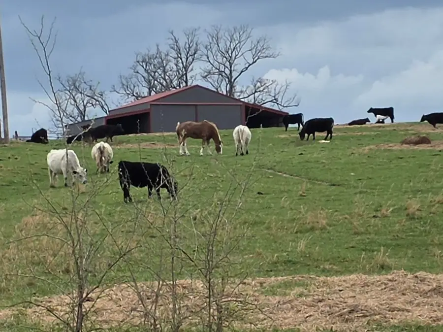 10103 Dogwood Road, Mountain Grove, MO 65711 - #3