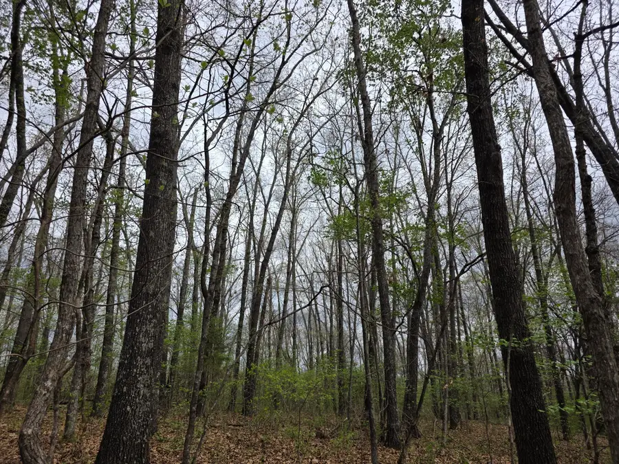 000 Farm Road 2280, Golden, MO 65658 - #2