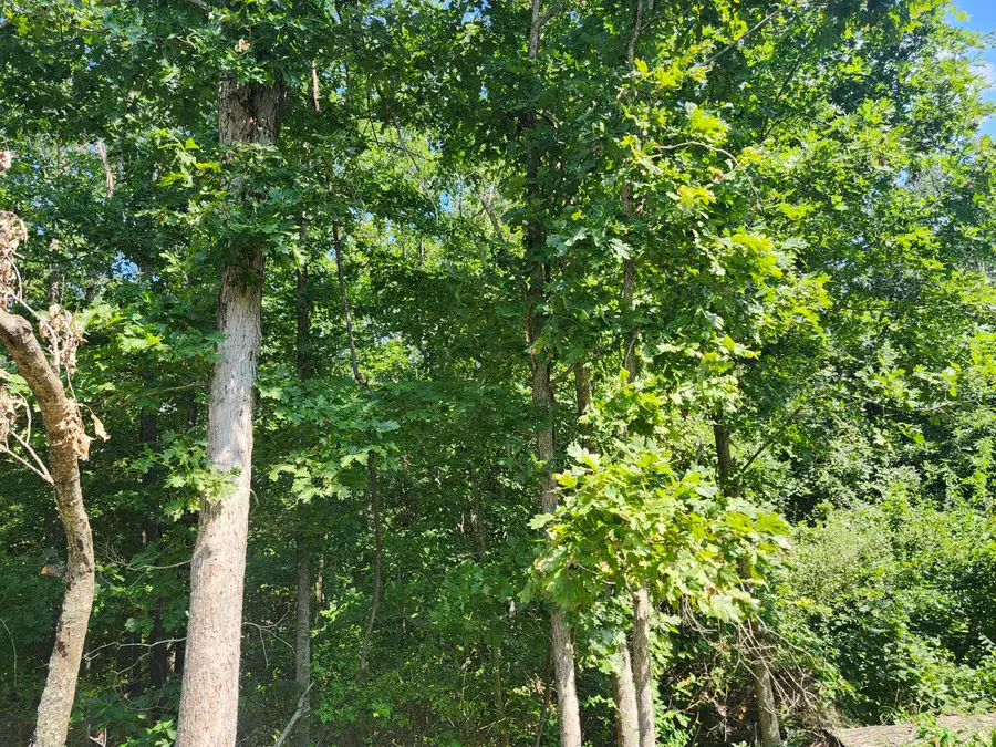 000 Tbd Girlstown Road, Mountain Grove, MO 65711 - #3