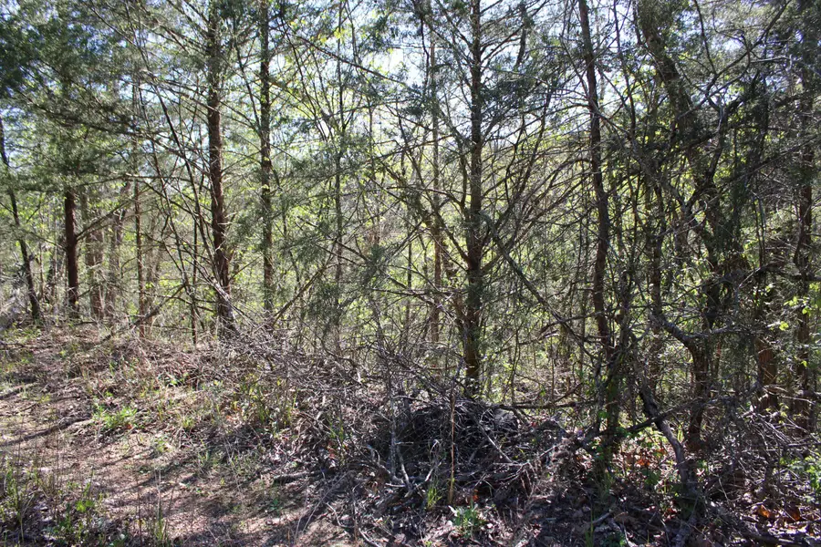 Lot #25 Gumbo Woods, Shell Knob, MO 65747 - #2