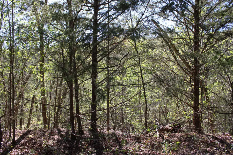 Lot #25 Gumbo Woods, Shell Knob, MO 65747 - #3