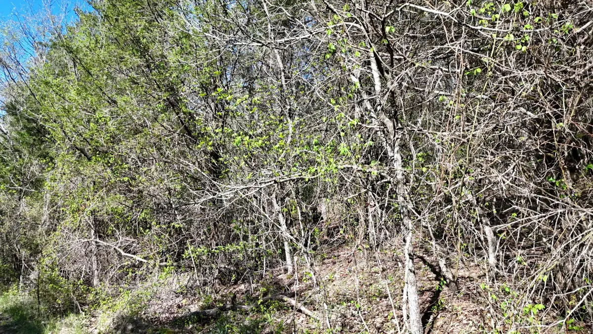 Lot #50 Gumbo Woods, Shell Knob, MO 65747 - #1