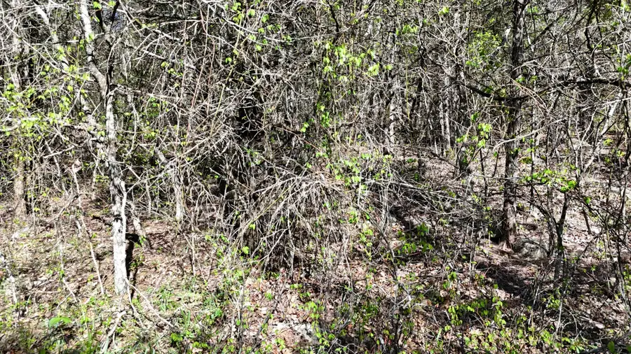 Lot #50 Gumbo Woods, Shell Knob, MO 65747 - #2