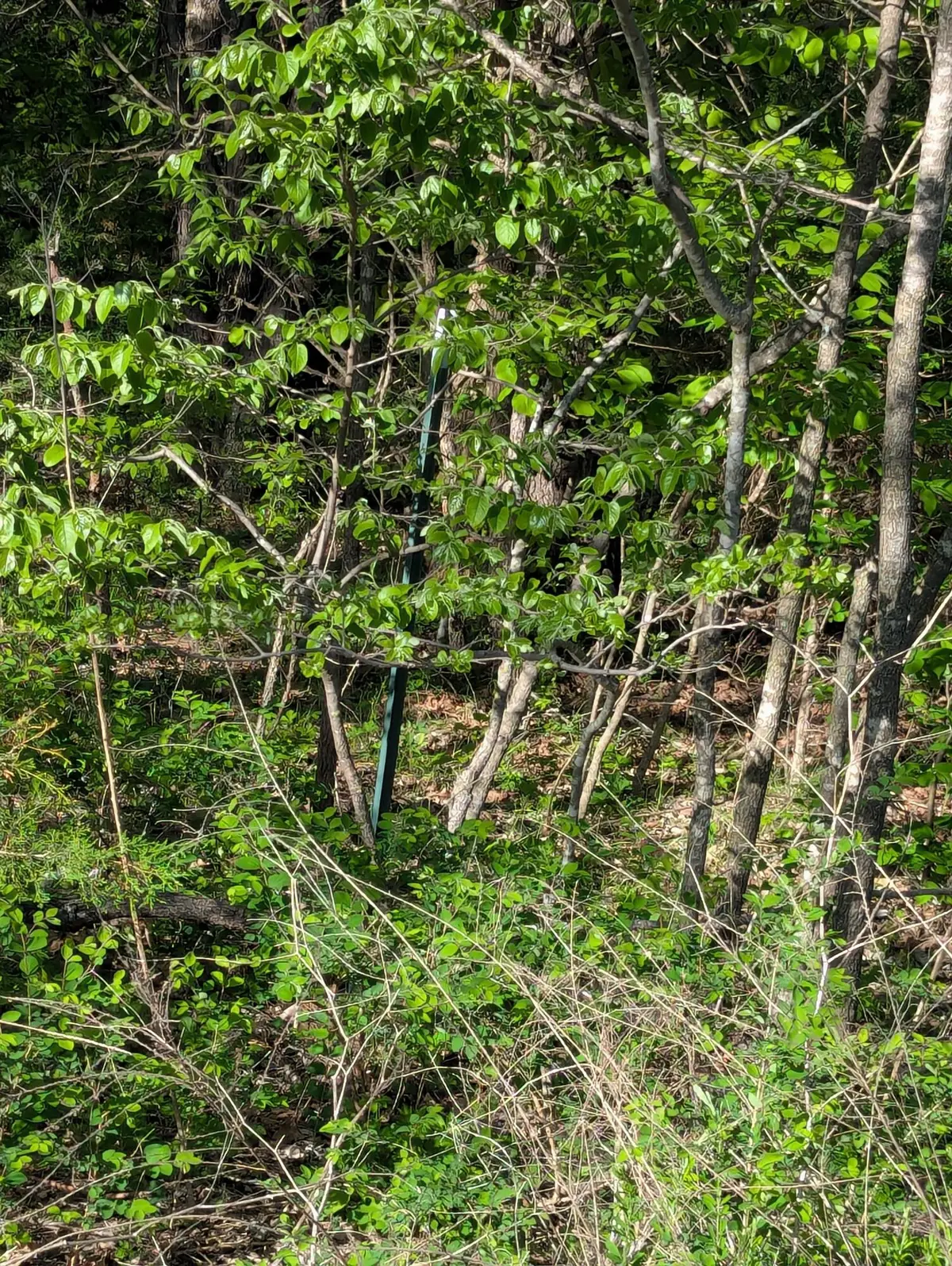 000 1900 Road, Stockton, MO 65785 - #1