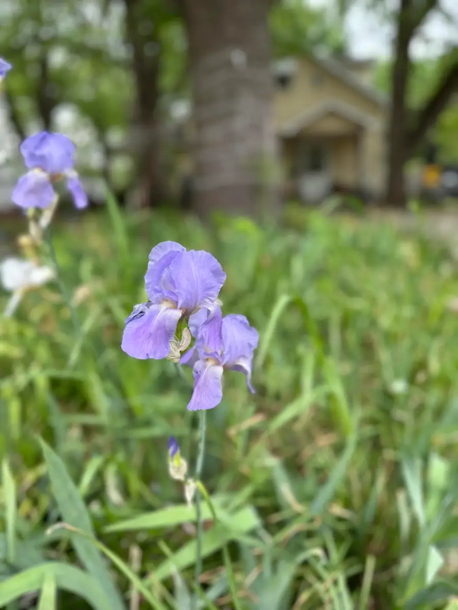 1508 N Main Street, Nevada, MO 64772 - #2