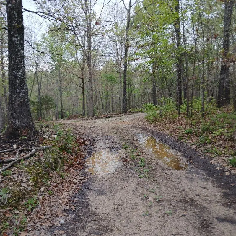 6512 County Road 3850, Peace Valley, MO 65788 - #2