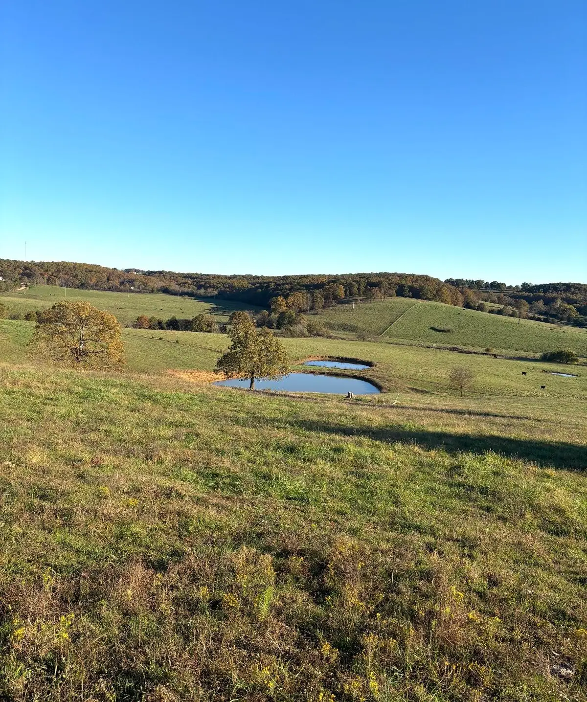 Hc 73 County Road 245, Drury, MO 65638 - #1