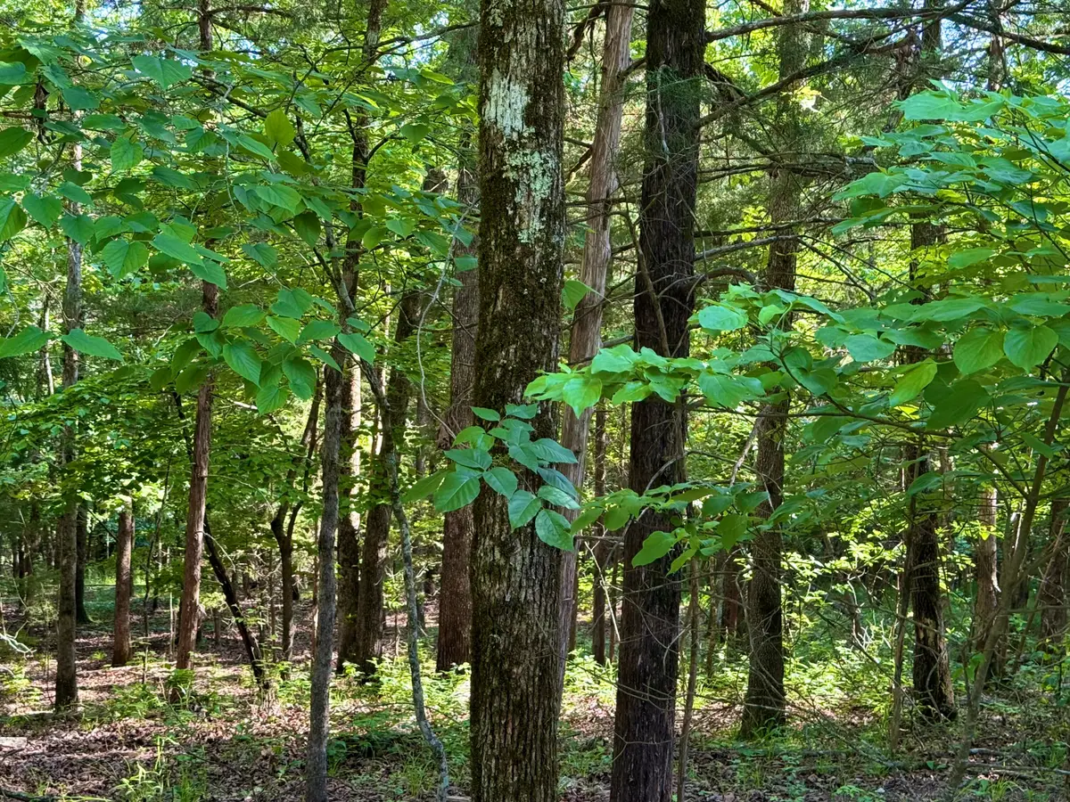Lots 40 & Cedar Lane, Rockaway Beach, MO 65740 - #1