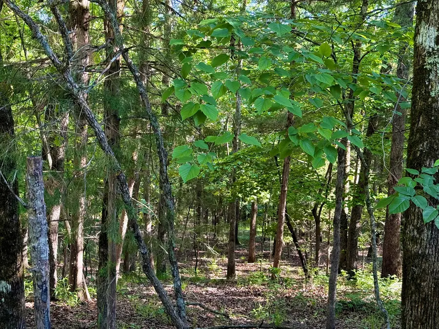 Lots 40 & Cedar Lane, Rockaway Beach, MO 65740 - #2
