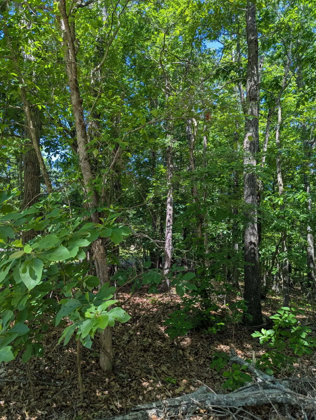 000 Fine Drive, Galena, MO 65656 - #1