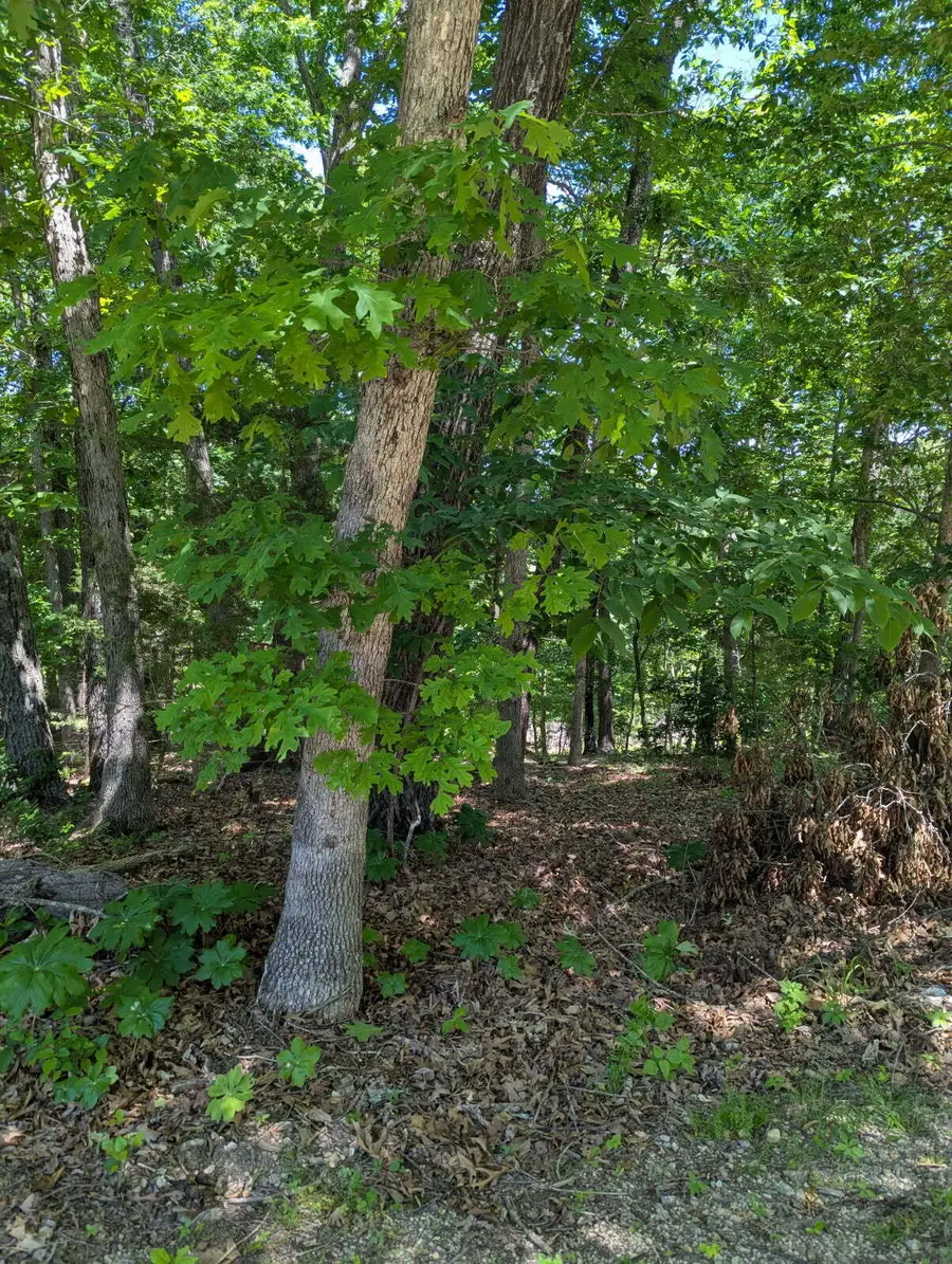 000 Fine Drive, Galena, MO 65656 - #3