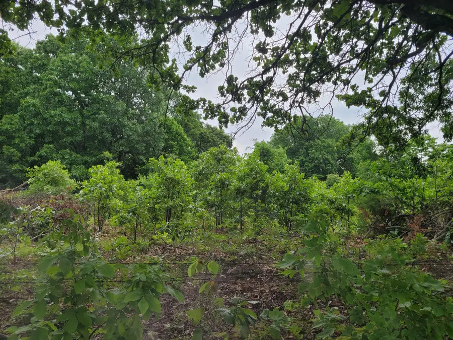 Tbd N-325, Ava, MO 65608 - #3