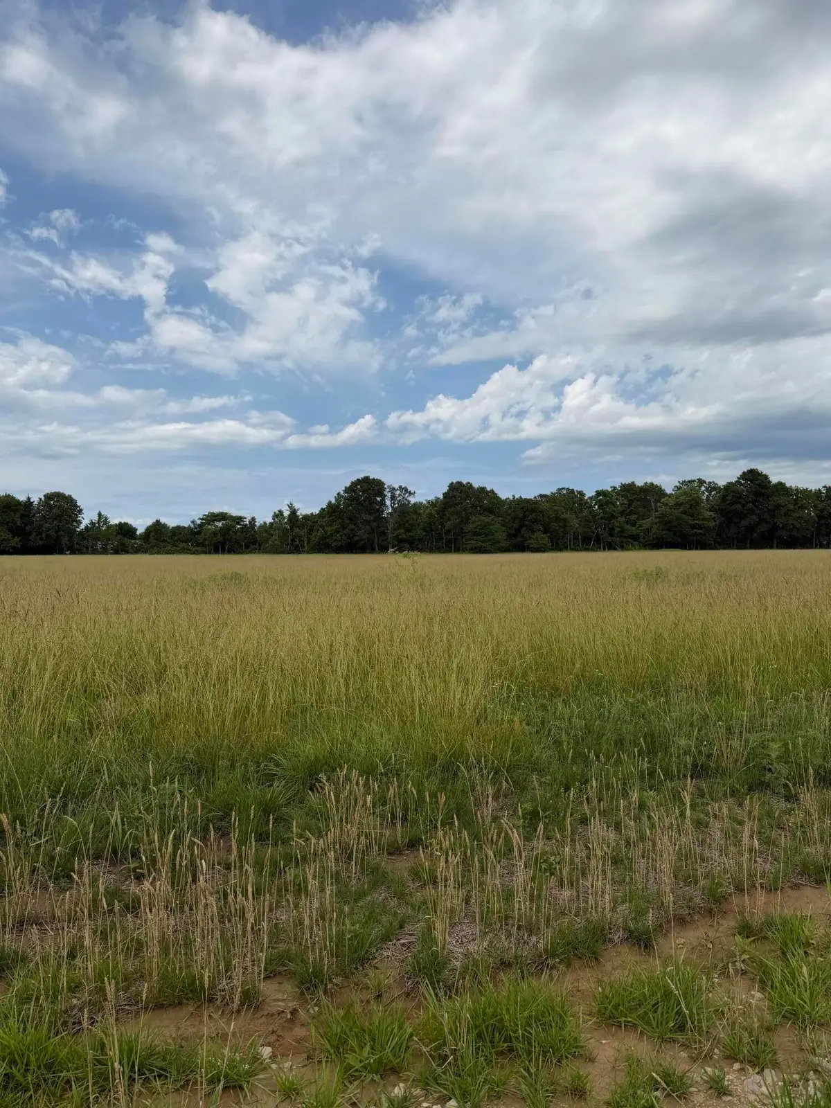 Tract 8 Oak Lawn Road, Seymour, MO 65746 - #1