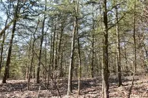 000 Us Highway 65 S, Highlandville, MO 65669 - #1