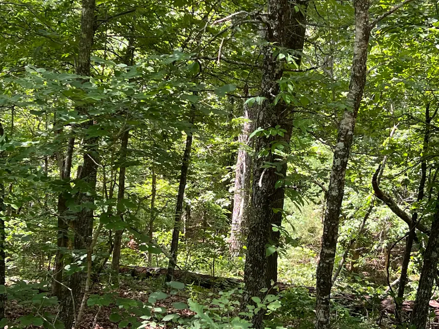 000 Pr Off Ridge Haven, Mammoth Spring, AR 72554 - #2