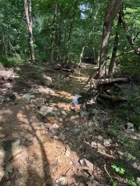 Tbd County Road 272, Vanzant, MO 65768 - #1