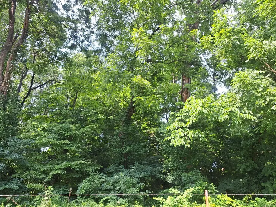 000 Reindeer Road, Granby, MO 64844 - #3