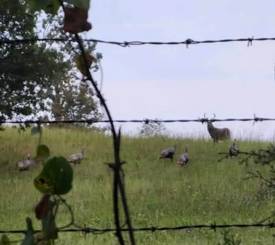 000 Oregon County 371, Thayer, MO 65791 - #2