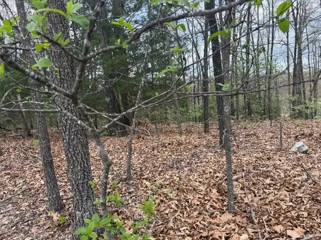000 Entry Road #Lot 11-12, Ridgedale, MO 65739 - #2