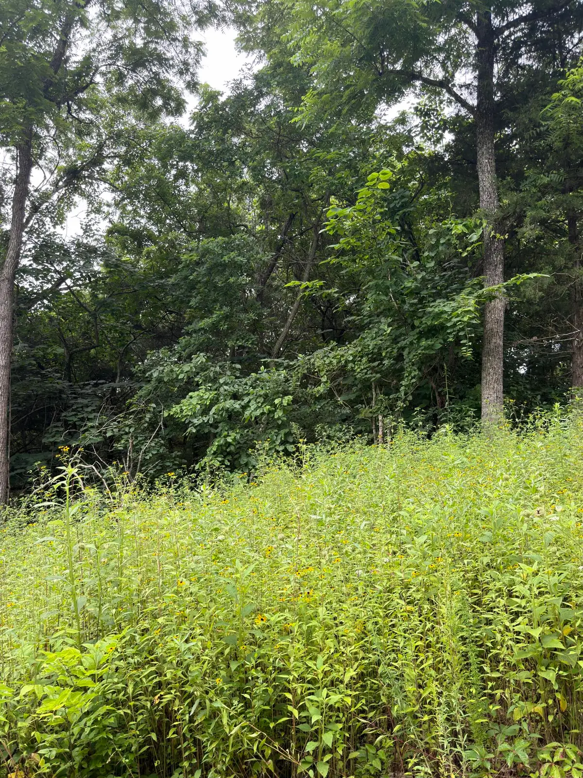 Lot 219 Big Creek Road, Shell Knob, MO 65747 - #1