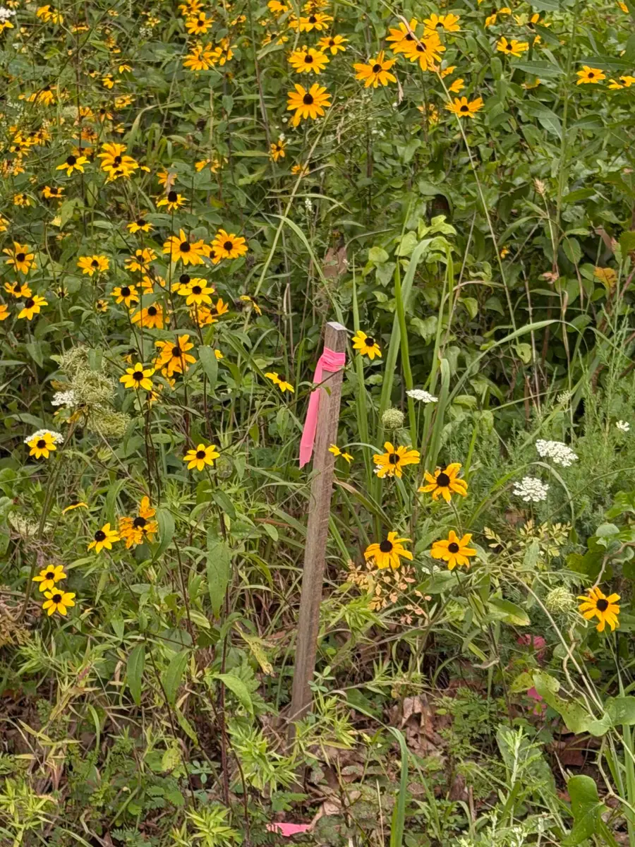Lot 219 Big Creek Road, Shell Knob, MO 65747 - #2