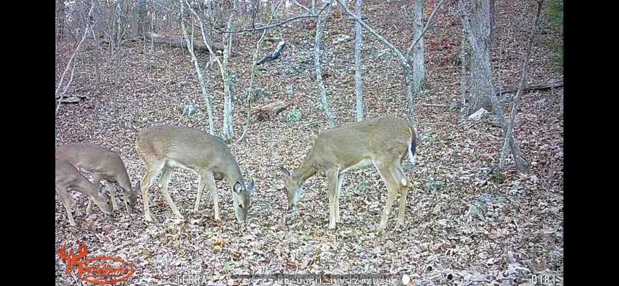 Lot 13 Lookout Point, Bruner, MO 65620 - #2