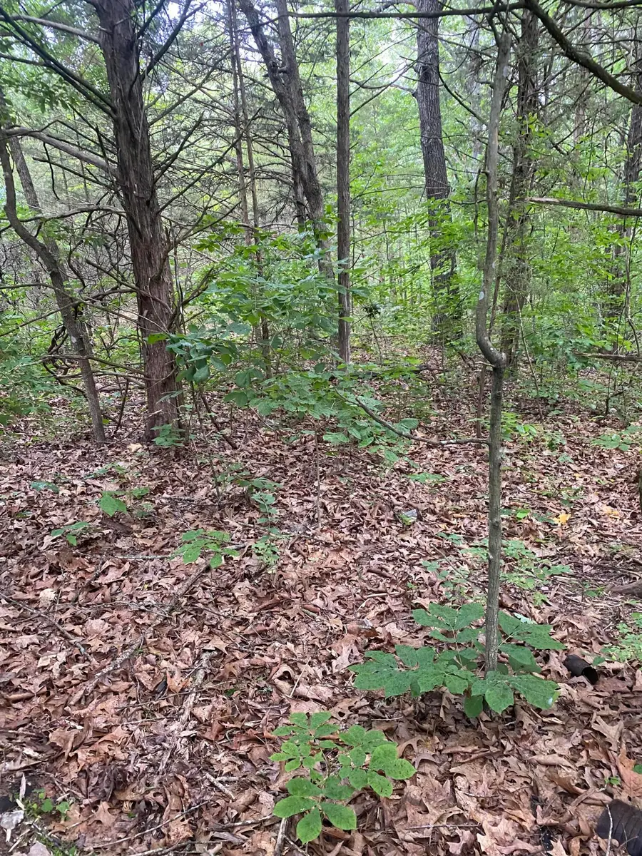 Lot 65 Gumbo Woods, Shell Knob, MO 65747 - #3