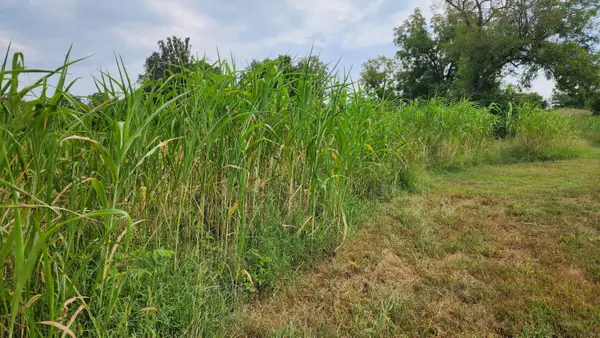 000 Rail Hollow Road, Theodosia, MO 65761