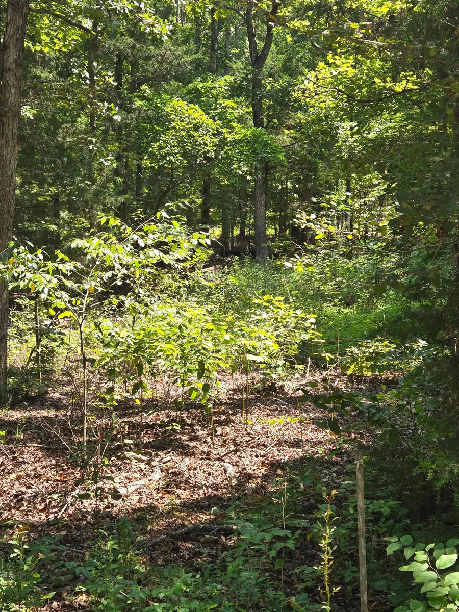 0001 County Road 421, Birch Tree, MO 65438 - #2