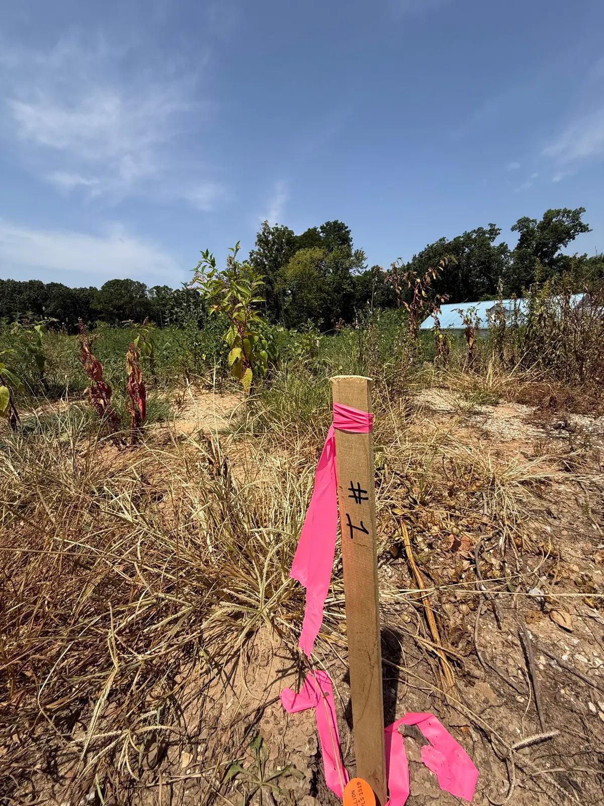 Lot 1 Little Street, Seligman, MO 65745 - #1