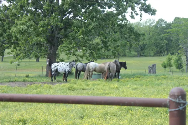2231 W Highway, Thayer, MO 65791