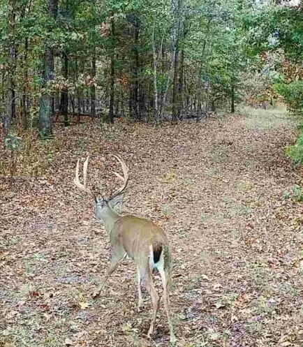 114 Acres Styles Road, Noel, MO 64854
