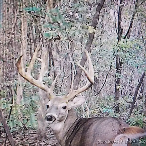 Lot 5 State Aa Road, Roach, MO 65787