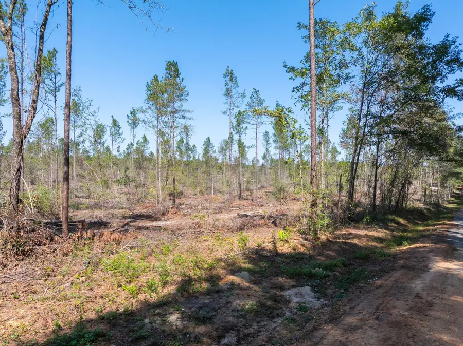 8.24 +/- Acres Noel Townsend Rd., Seminary, MS 39429 - Image #3