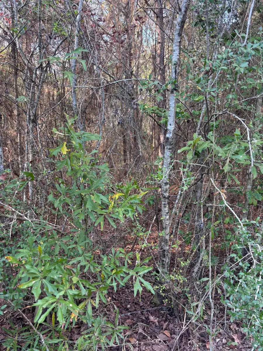 00 Williams Cutoff, Sumrall, MS 39482 - Image #3