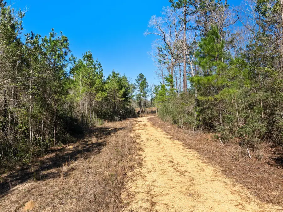 25 acres Boggy Hollow Rd., Purvis, MS 39475 - #3