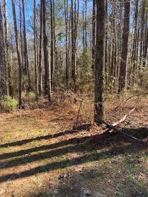 00 Oral Church Rd., Sumrall, MS 39482 - #3