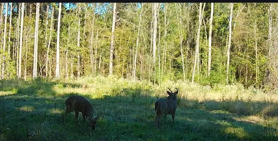 0 86 Acres (mol) James & Ralston, Hattiesburg, MS 39401 - #3