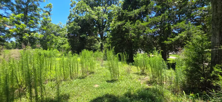0 Buford Evans Rd., Petal, MS 39465 - #3