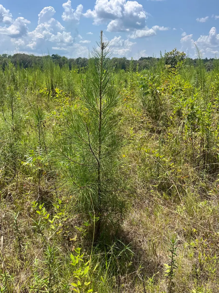 TBD Jack Loftin, Oak Vale, MS 39656 - #3