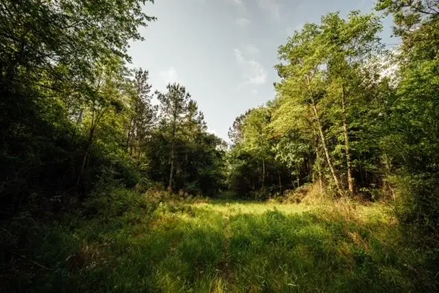 00 Busby Rd, Ellisville, MS 39437 - #3